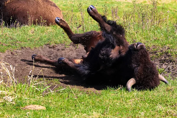 A buffalo taking a dust bath — Stock Photo, Image