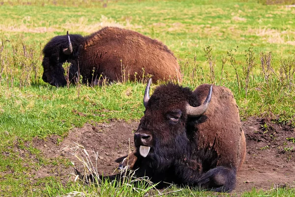 A bison with its tongue sticking out — Stock Photo, Image