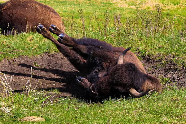 Um bisonte rolando em um poço de chafurdar — Fotografia de Stock