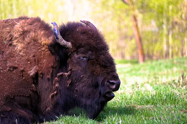 Closeup of a buffalo head — Stock Photo, Image
