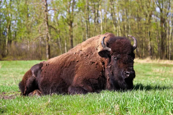 A majestic bison lying down in a grazing field — Stock Photo, Image