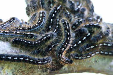 Closeup of a forest tent caterpillar aggregate clipart