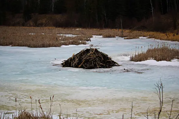 Pavillon de castors sur un étang gelé — Photo