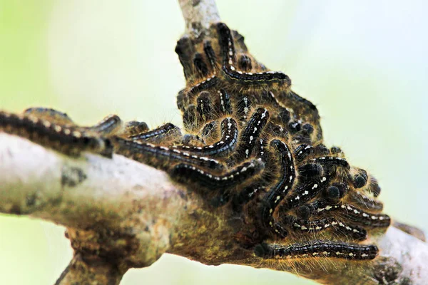 Un grupo de orugas de carpa forestal agrupadas en una rama —  Fotos de Stock