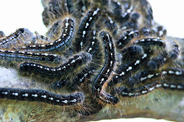 Closeup of a forest tent caterpillar aggregate — Stock Photo, Image