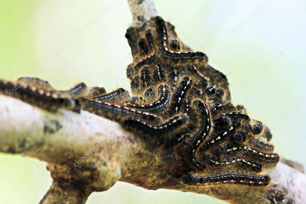 A group of forest tent caterpillars clustered together on a branch