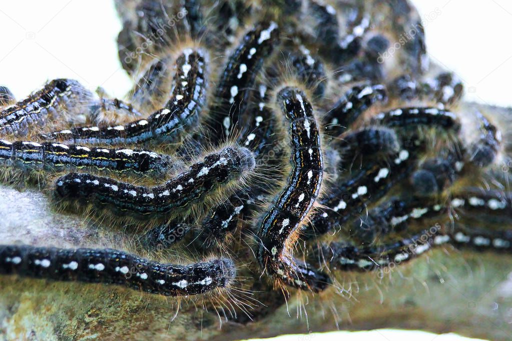 Closeup of a forest tent caterpillar aggregate