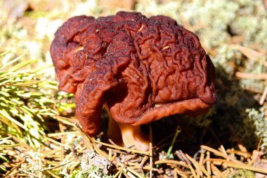 Zehirli bir Gyromitra Esculenta mantar
