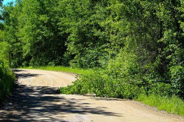 Kırsal bir yolun ortasında düşmüş ağaç