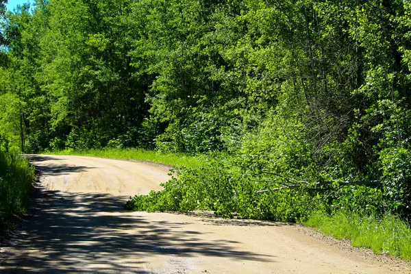Kırsal bir yolun ortasında düşmüş ağaç — Stok fotoğraf