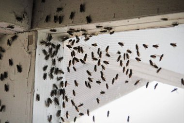 Blackflies iç pencere ekran üzerinde bir bina köşe kaynıyor
