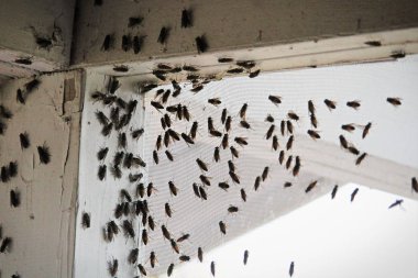 Blackflies swarming inside a building corner on a window screen clipart