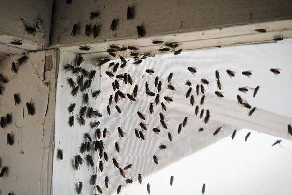 Mouches noires grouillant dans un coin de bâtiment sur un écran de fenêtre — Photo