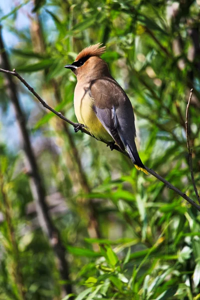 Um pássaro de depilação de cedro sentado em um ramo — Fotografia de Stock
