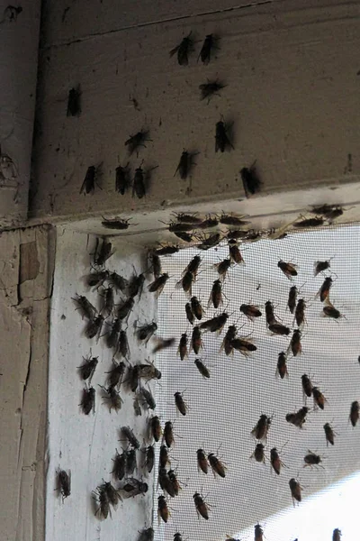 Blackflies hemzsegett belsejében egy épület sarok ablak képernyőn — Stock Fotó