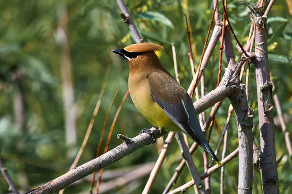 A Cedar Waxwing ül egy fa — Stock Fotó