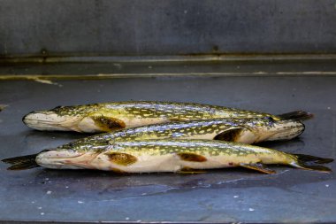 Üç Kuzey pikes fileto hazırlanıyor