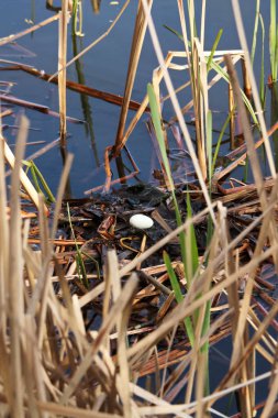 Kızıl boyunlu batağan yuvaya beslemek için ebeveyn izni olarak tek bir yumurta