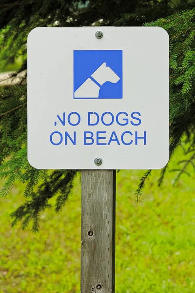 Biały, nie psy na plaży znak — Zdjęcie stockowe