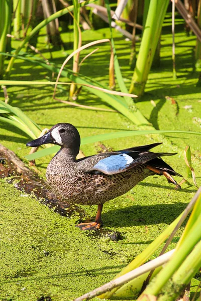 绿色背景的蓝色翅野鸭鸭 — 图库照片