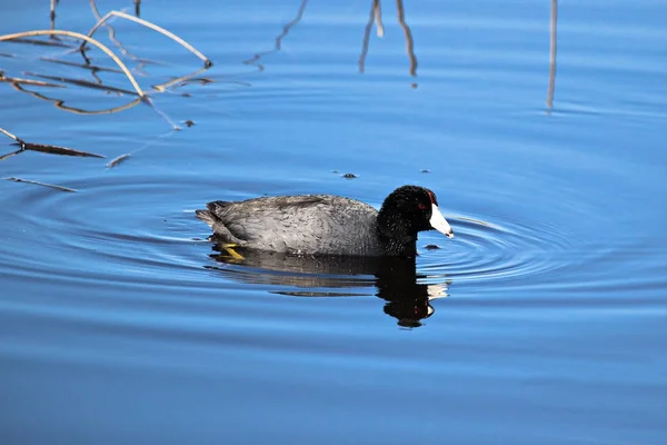 Una Coot americana nadando en agua azul vibrante — Foto de Stock