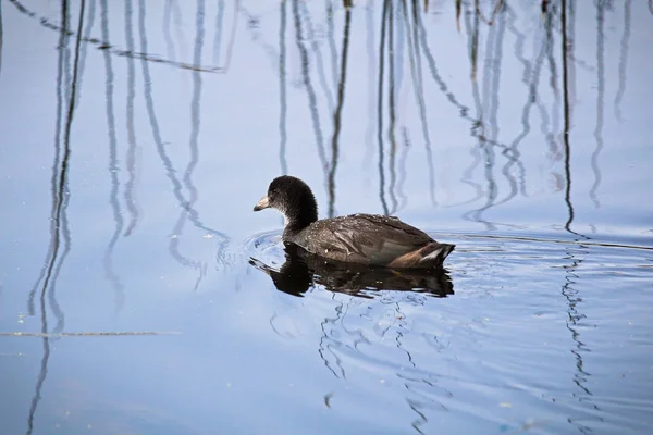 Un joven americano Coot nadando en el agua con cañas — Foto de Stock