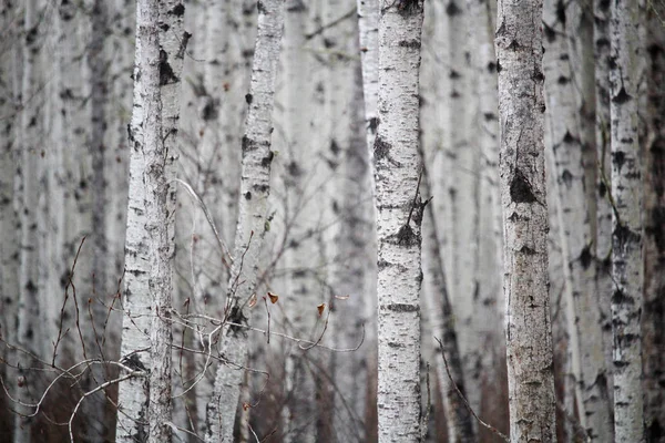 Uitzicht op het bos van een eindeloze berk in het voorjaar — Stockfoto