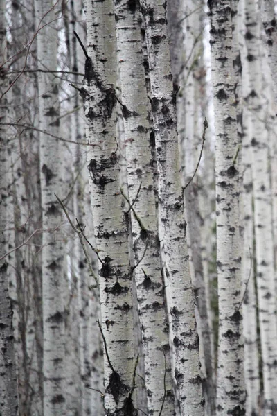 Kijken naar een patch van berk boomstammen — Stockfoto