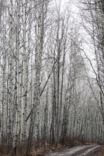 Uitzicht op een bos van de berk in het voorjaar — Stockfoto