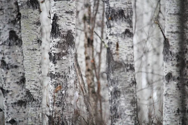 Крупним планом стовбур дерева в березовому лісі — стокове фото