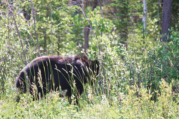Una imagen borrosa de un oso en la hierba se mueve de nuevo al bosque — Foto de Stock