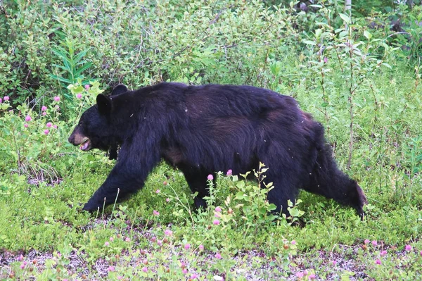 Un escuálido oso negro atormentado por insectos — Foto de Stock
