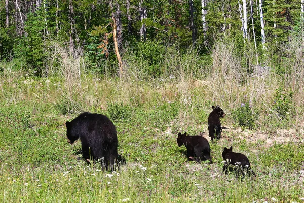 Una madre oso y tres cachorros forrajean en el borde de un bosque — Foto de Stock
