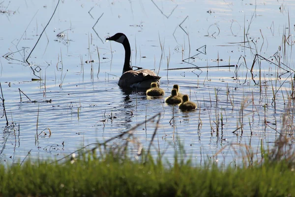Silhouette of a mother Canadian Goose and her goslings — Stock Photo, Image