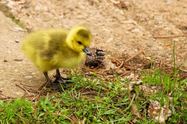 Bir Kanadalı kaz kaz yavrusu çamura ile onun ' Gaga
