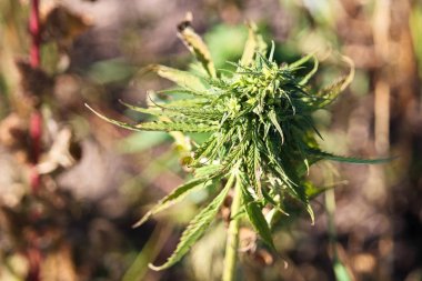 Kenevir bud kahverengi arka plan bulanık karşı closeup