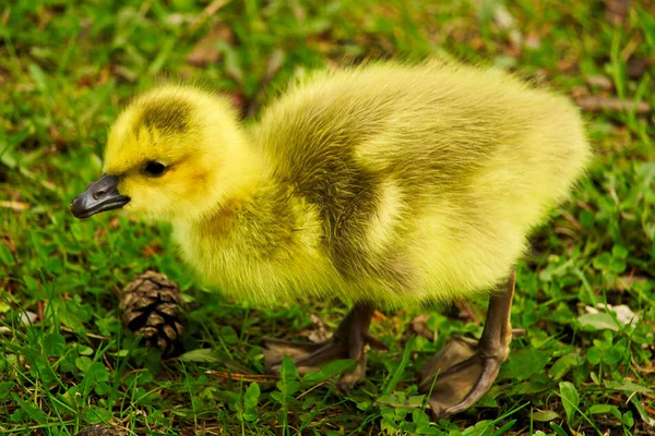 Closeup gosling καναδική χήνα στο γρασίδι — Φωτογραφία Αρχείου