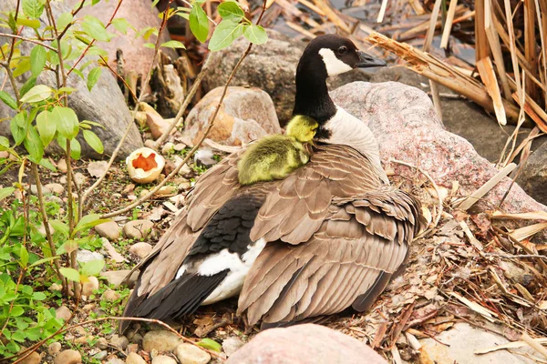 A newly hatched gosling climbing on its' mothers back — Stock Photo, Image