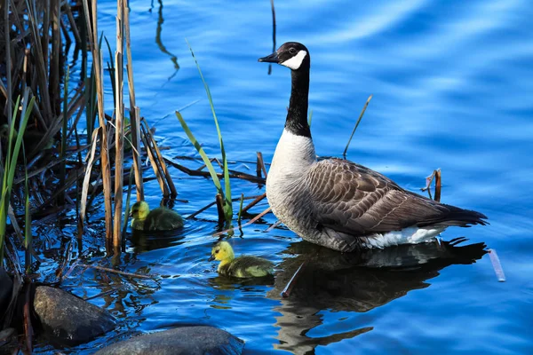 A mother goose watches her goslings as they explore by the shore — Stock Photo, Image