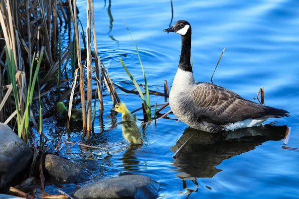 A baby gosling flaps its' wings as the mother watches — Stock Photo, Image