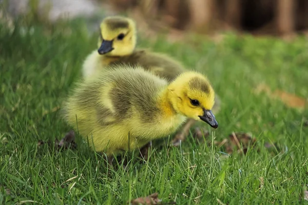 Fechar-se de dois gansos de bebê na grama — Fotografia de Stock