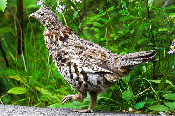 Closeup ενός Grouse Ruffed σε πράσινο φόντο — Φωτογραφία Αρχείου