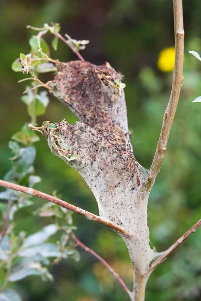 En gammal övergiven tält caterpillar boet i en buske — Stockfoto