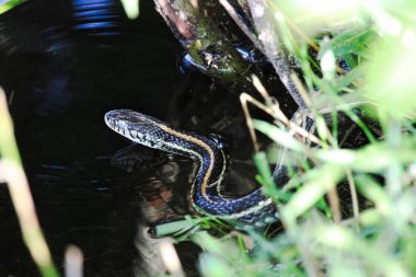 Ovalar Garter yılanı uzak yüzmek için su girer