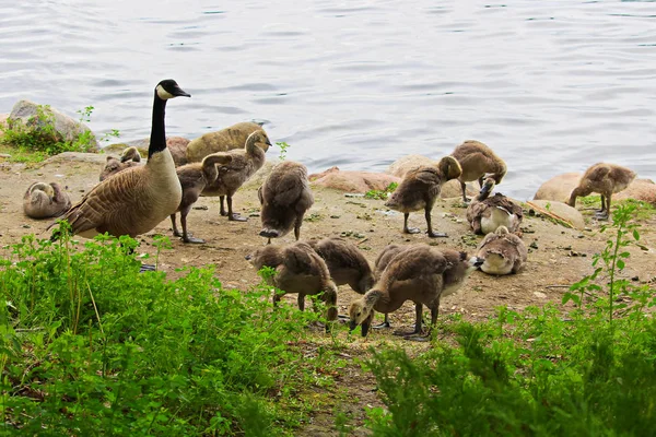 A group of juvenile Canada Geese being watched by a parent — Stock Photo, Image