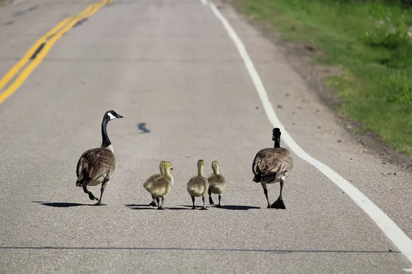 Dos gansos de Canadá conducen sus goslings más grandes por un camino — Foto de Stock