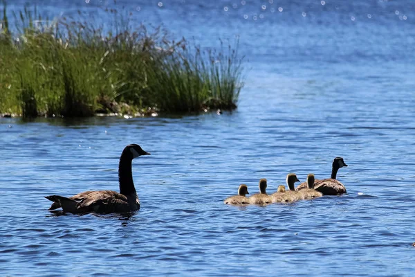 En familj av kanadagäss simma i morgon solljus — Stockfoto