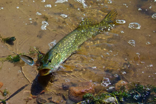 A Northern Pike being pulled into shore — Stock Photo, Image