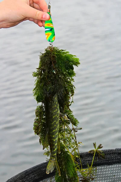 Um pequeno lúcio trazido com uma pilha de ervas daninhas — Fotografia de Stock