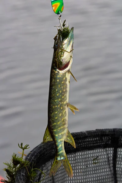 Ein winziger Jack-Fisch, der an einem Haken gefangen wird — Stockfoto